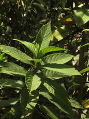 Lippia hirsuta