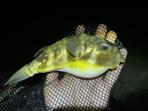 Milkspot Toadfish (Chelonodon kappa)