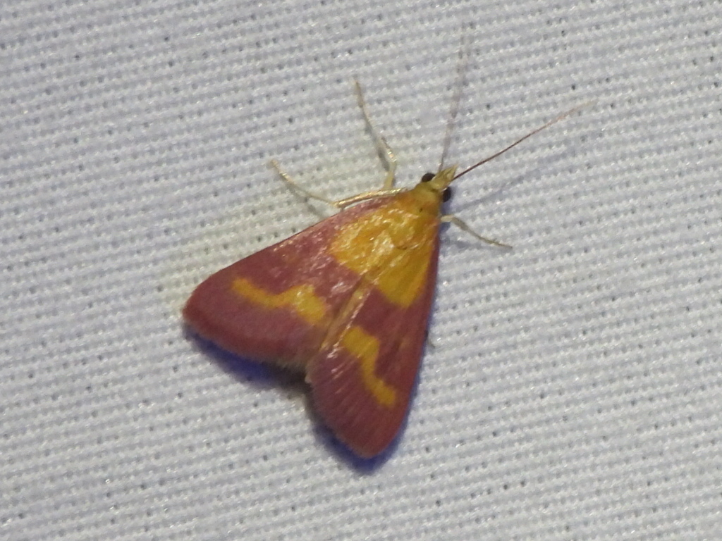 Southern Purple Mint Moth