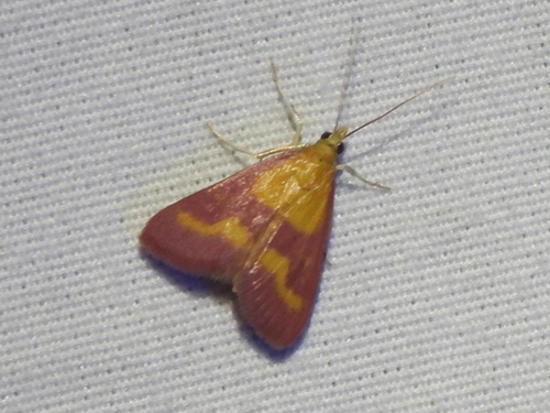 Southern Purple Mint Moth