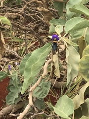 Solanum lycocarpum