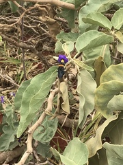 Solanum lycocarpum