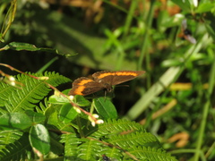 Pedaliodes phaea