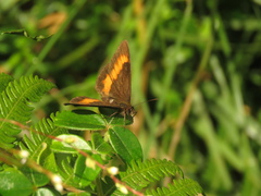 Pedaliodes phaea