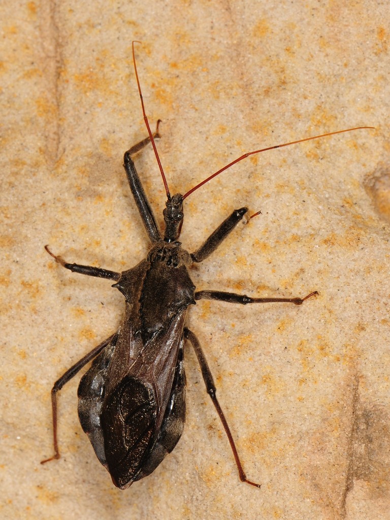 Assassin Bug Rostra Assassin Bugs (DLiA summer interns list) · iNaturalist