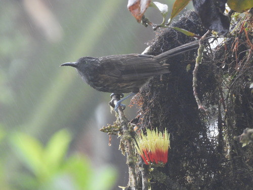 Ptiloprora perstriata, 2025-07-20