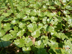 Hydrocotyle batrachium