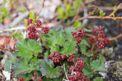 Micranthes purpurascens