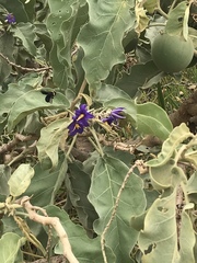 Solanum lycocarpum