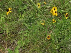 Thelesperma flavodiscum