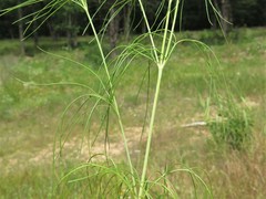 Thelesperma flavodiscum