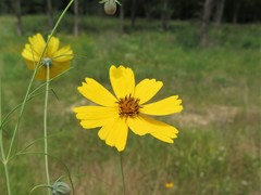 Thelesperma flavodiscum