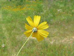 Thelesperma flavodiscum