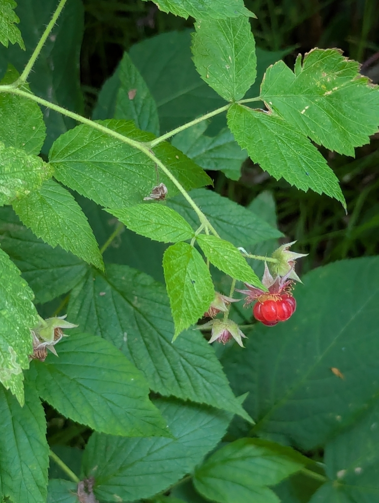 American red raspberry from Breitung Township, MN, USA on July 19, 2025 ...