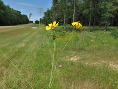 Thelesperma flavodiscum
