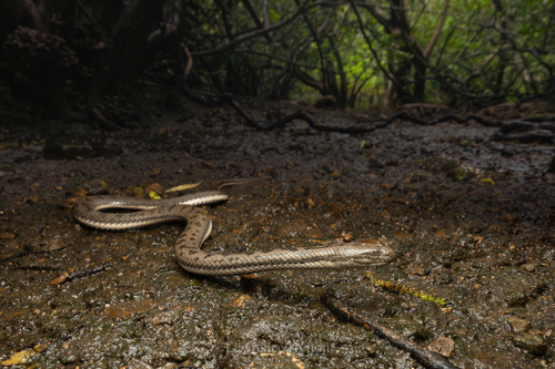 Bennett's Mud Snake