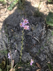 Ixia scillaris scillaris