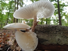 Oudemansiella mucida