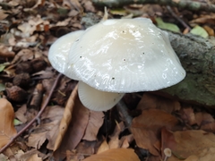 Oudemansiella mucida