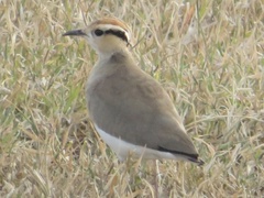 Cursorius temminckii