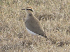 Cursorius temminckii