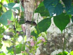 Phaethornis striigularis