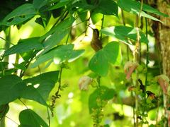 Phaethornis striigularis