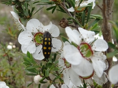 Castiarina xanthopilosa