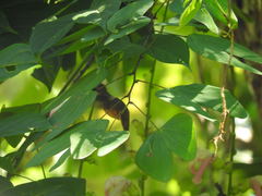 Phaethornis striigularis