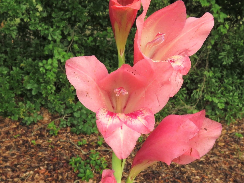 Hybrid Dragon's-head Lily