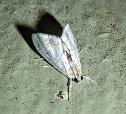 Lipocosma adelalis photo 5