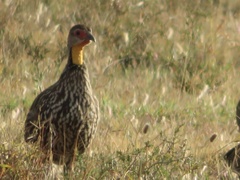 Pternistis leucoscepus