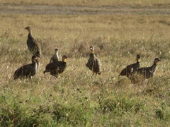 Pternistis leucoscepus