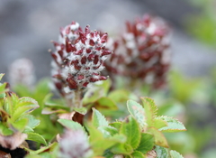 Salix tschuktschorum