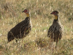 Pternistis leucoscepus