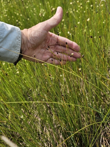 Flat-stem Spikerush (Eleocharis compressa)