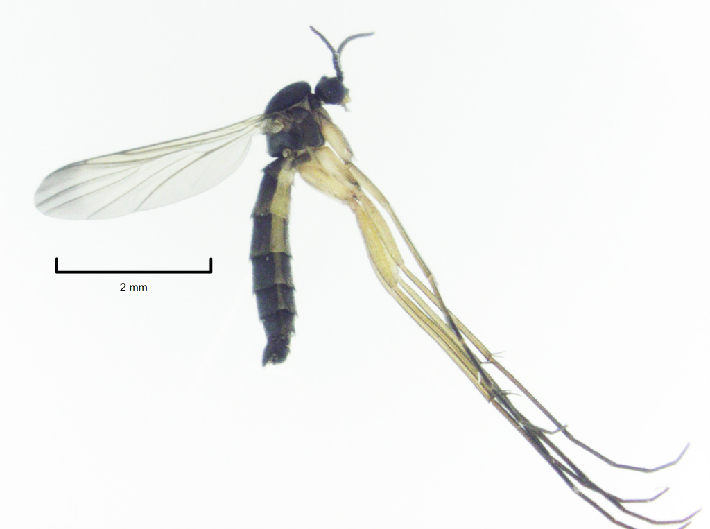 Orfelia nemoralis