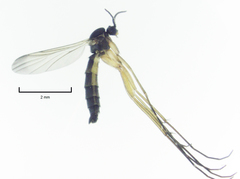 Keroplatidae