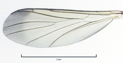 Keroplatidae