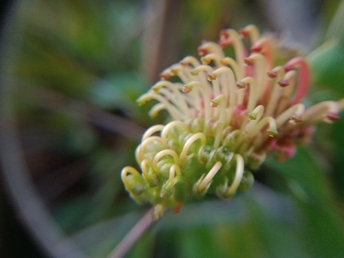 Grevillea bedggoodiana, photograph 5
