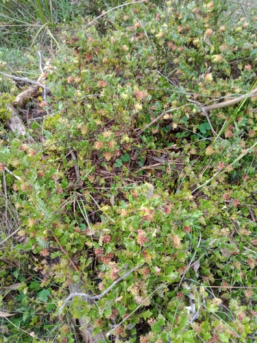Grevillea bedggoodiana, photograph 6