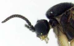 Keroplatidae