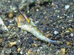 Synchiropus