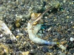 Synchiropus