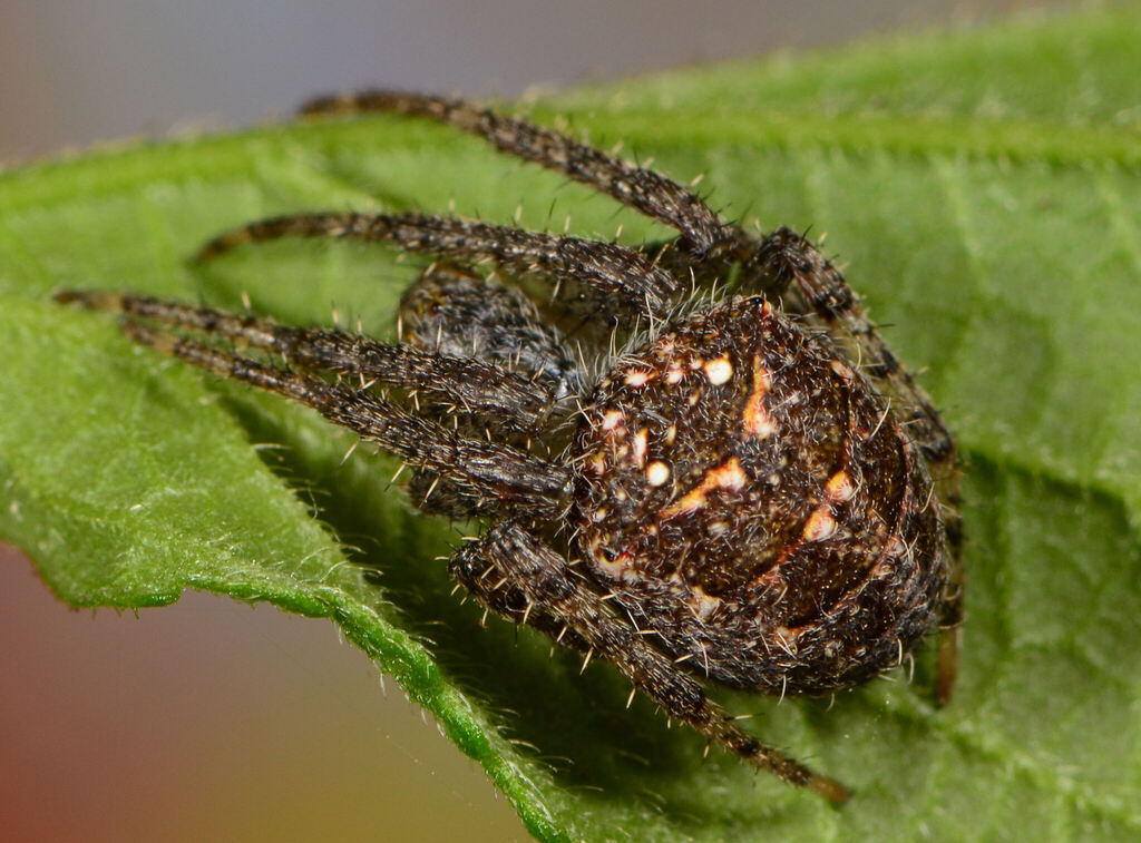 White-spotted Spiky Field Spider from Irene on March 18, 2014 at 09:13 ...