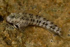 White-Dotted Rockskipper photo 4