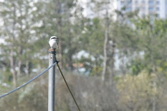 Lanius sphenocercus