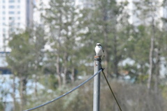 Lanius sphenocercus