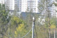 Lanius sphenocercus