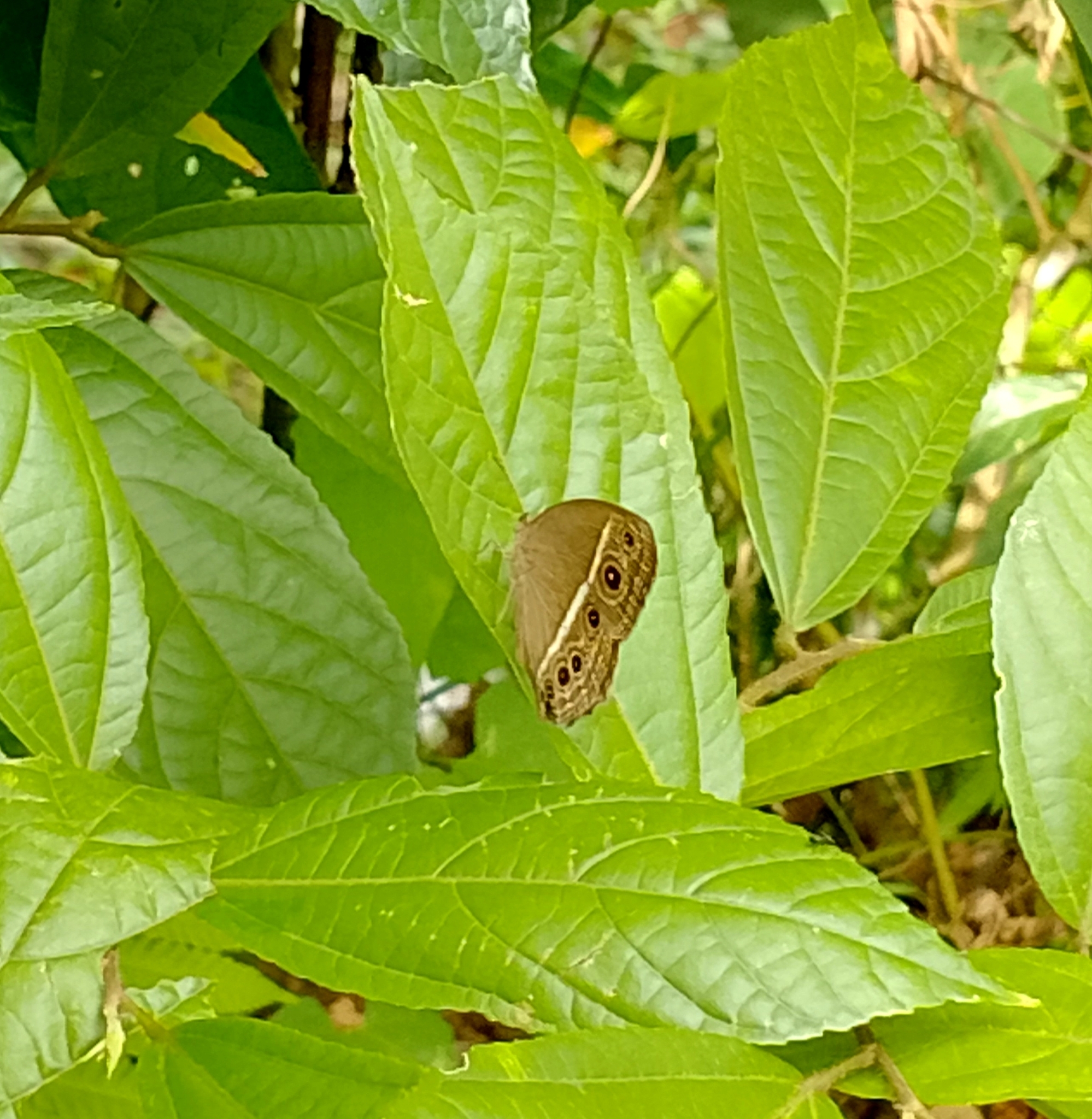 Long-Branded Bushbrown